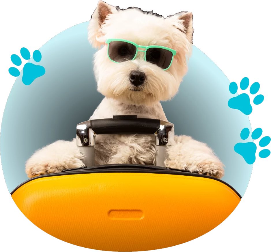 Dog travel products