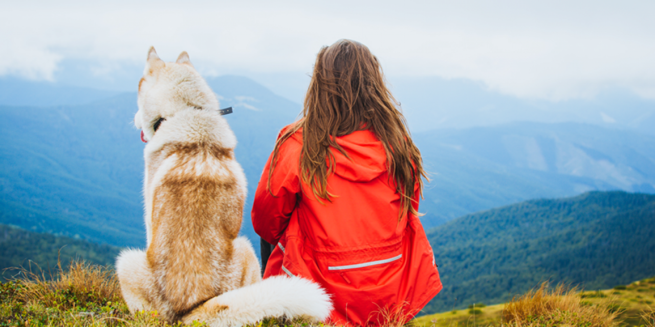 dog travel products