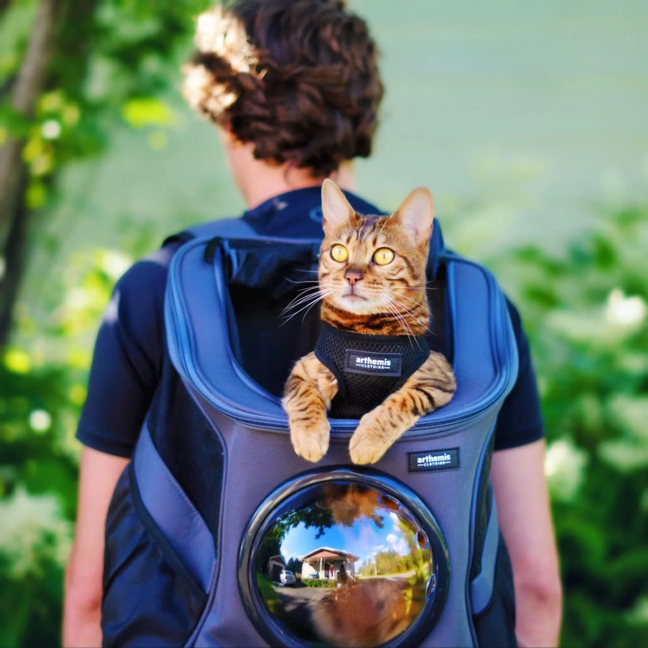 cat backpack carriers cat backpack carriers