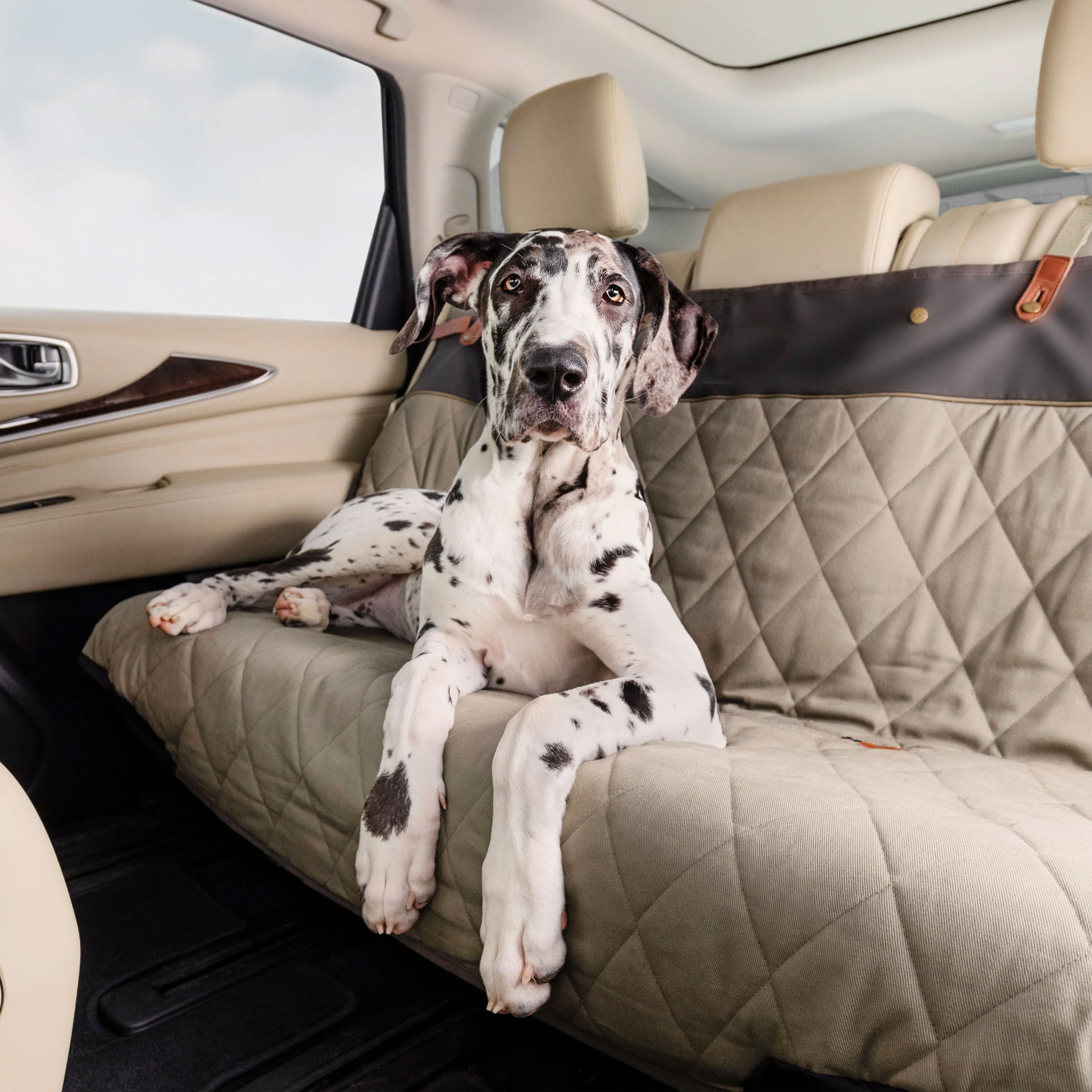 Dog car seat cover Dog car seat cover