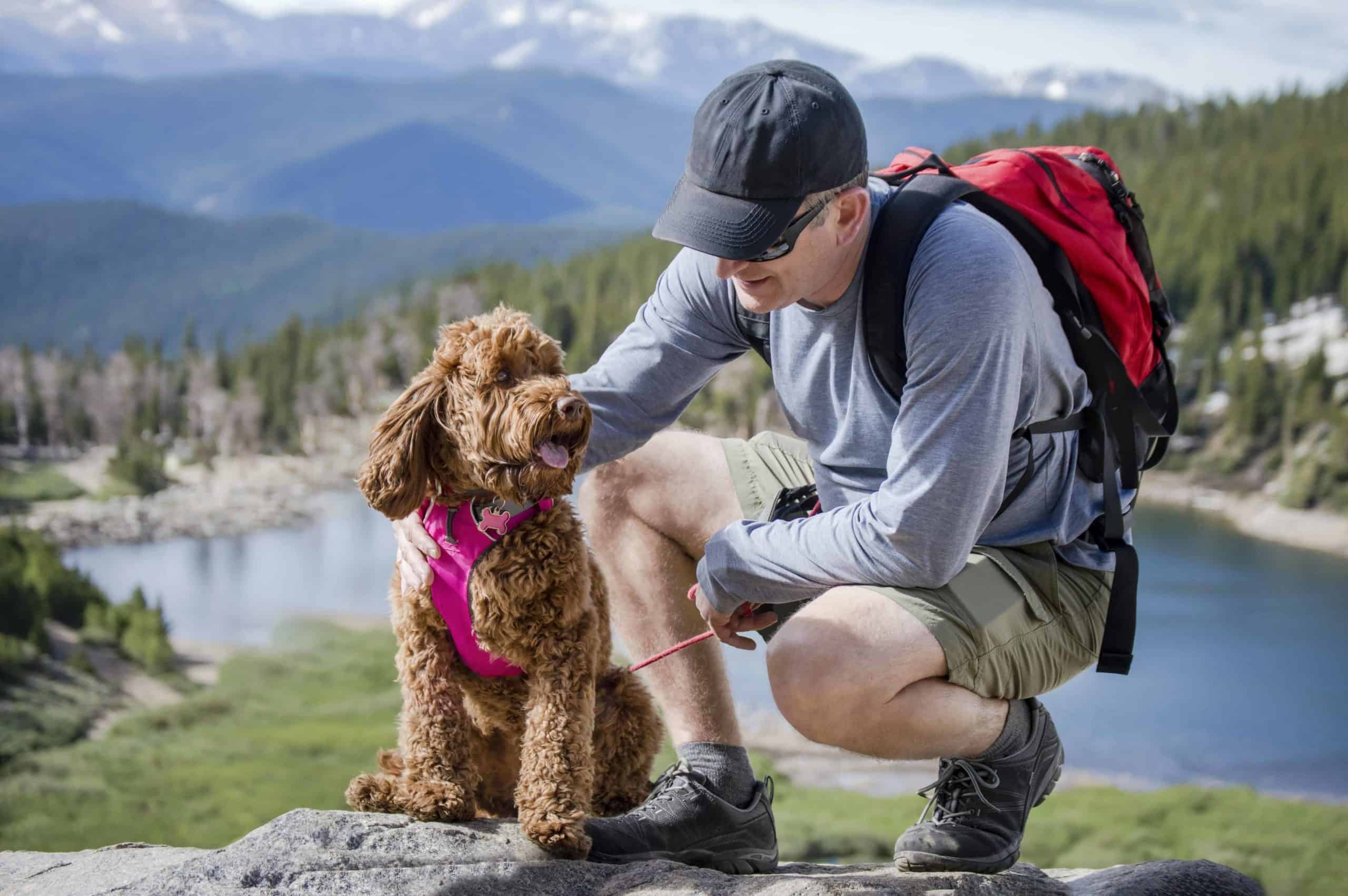 how to travel with a dog