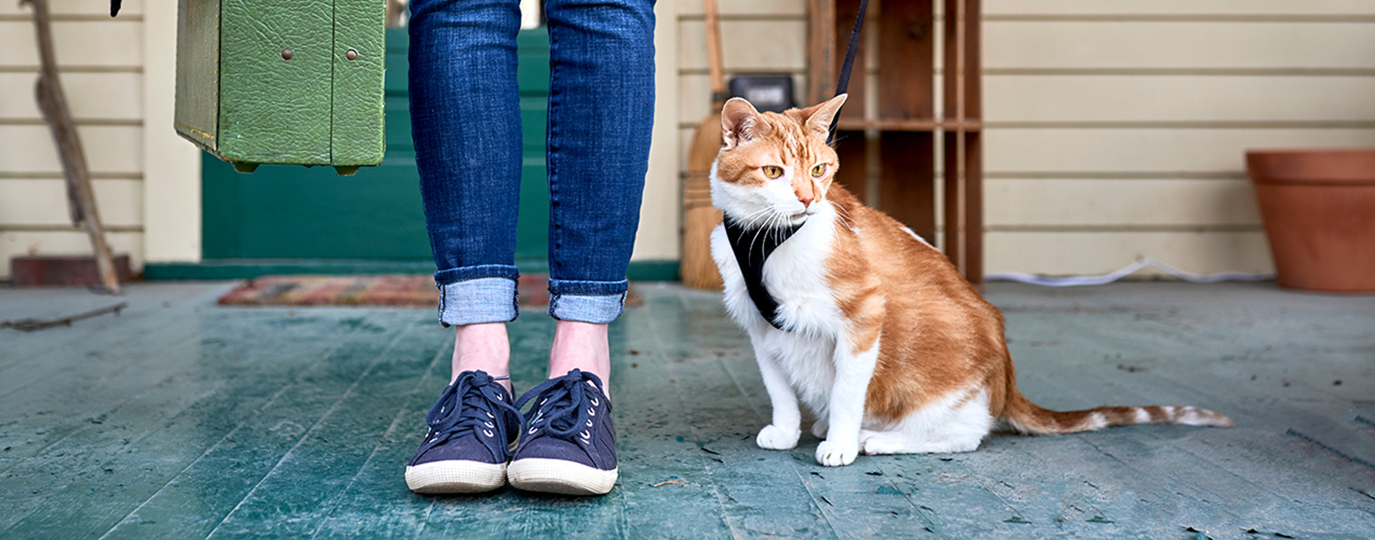 travelling with a cat